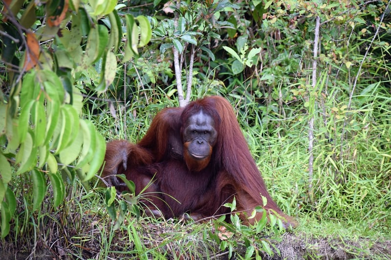 Borneo Jungle